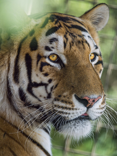Portrait of a tiger in the vegetation by Tambako the Jaguar