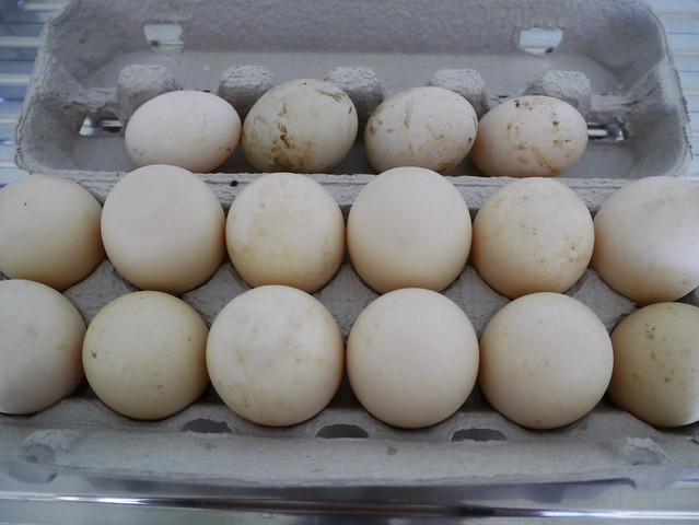 Muscovy and Call duck eggs