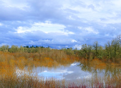 Jackson Bottom Wetland Preserve