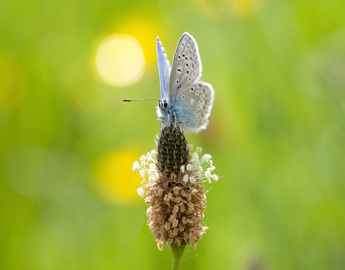 Little Blue butterfly. by babygreys