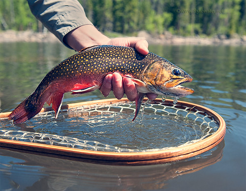 A Brookie in the Hand...
