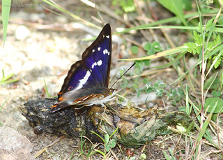 Purple Emperor at Chicksands Wood