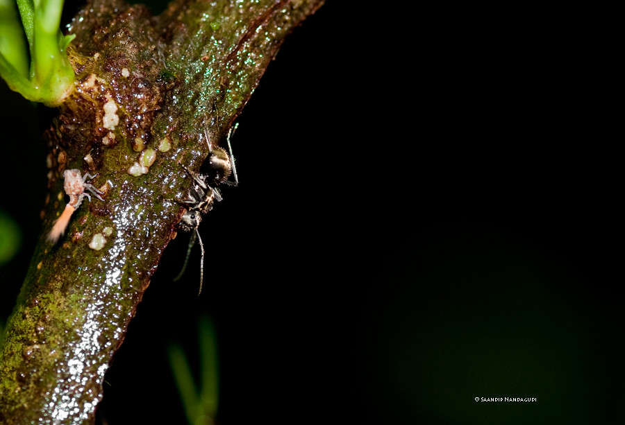 Golden Ant -Polyrhachis illaudata with Fulgoromorpha Nymph