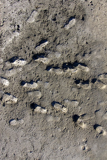 Borrow ditch footprints
