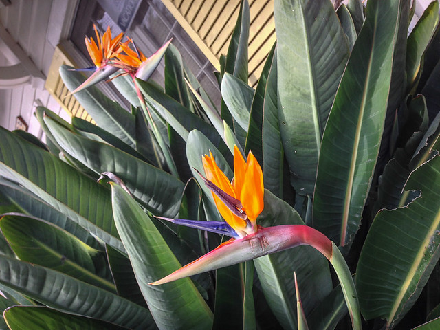 Bird of Paradise in front of a home on Catalina Island