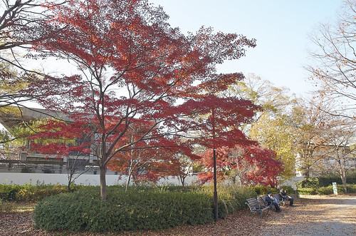 【写真】紅葉 : 岡崎公園