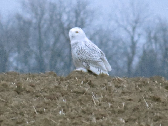 Snowy Owl at Moraine View State Park in McLean County, IL 02