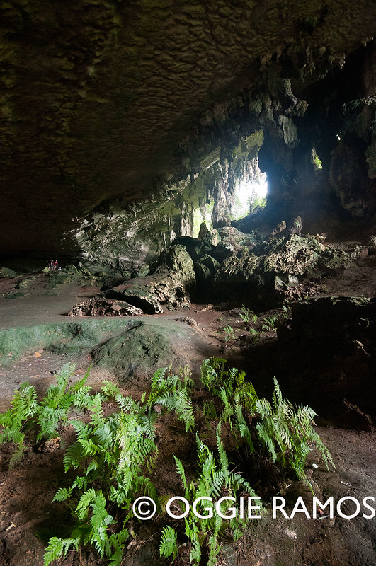 Miri Niah Cave Ferns