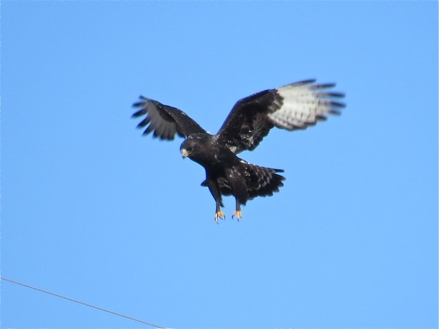 Adult Dark Morph Rough-legged Hawk near Downs, IL 01