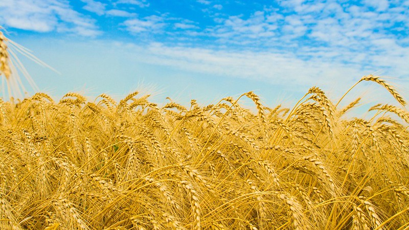 barley-fields-of-gold