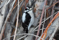 Hairy and Downy Woodpeckers