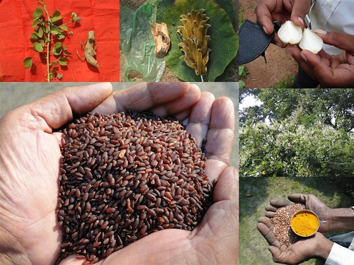 Validated and Potential Medicinal Rice Formulations for Hypertension (High Blood Pressure) with Diabetes mellitus Type ii Complications (TH Group-300-1A) from Pankaj Oudhia’s Medicinal Plant Database by Pankaj Oudhia