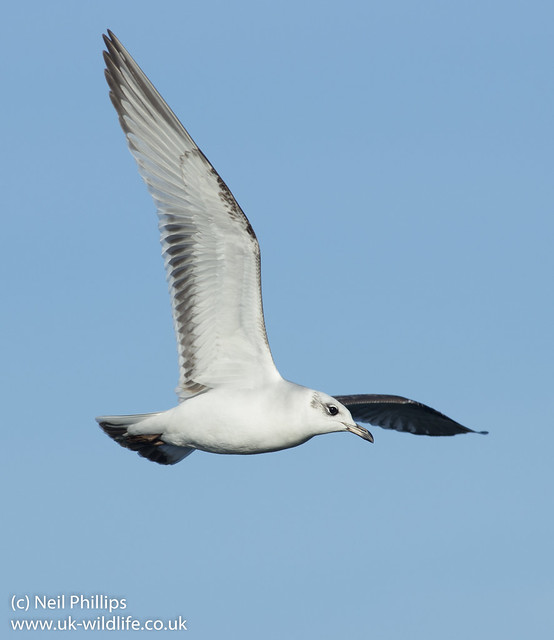 mediterranean gull in flight-4