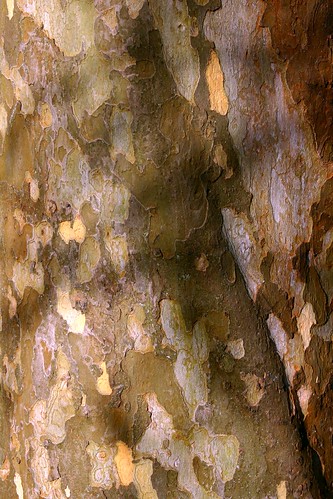 Colors of bark