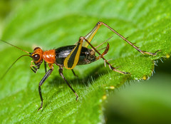 Crickets (Gryllidae)