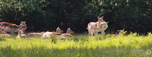 Bolderwood Deer Sanctuary by Hexagoneye Photography