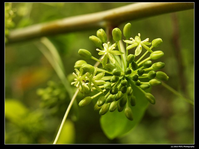 Herbaceous carrion-flower (Smilax herbacea) male