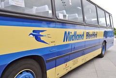 Midland Bluebird