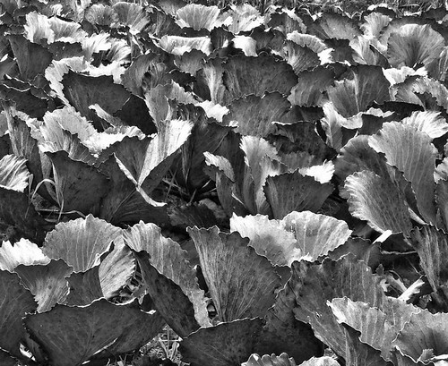 Leafery Black and White