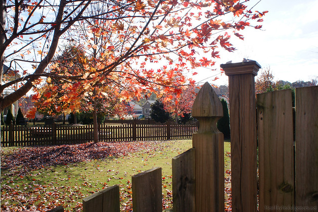 Fall Leaves in Atlanta, Georgia, USA