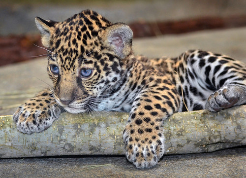 Cute jaguar alert