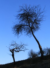 Bare trees (3)