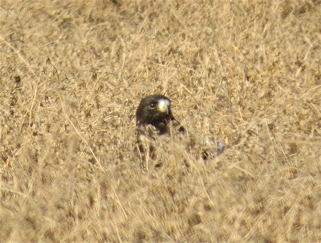 Adult Dark Morph Rough-legged Hawk near Downs, IL 25