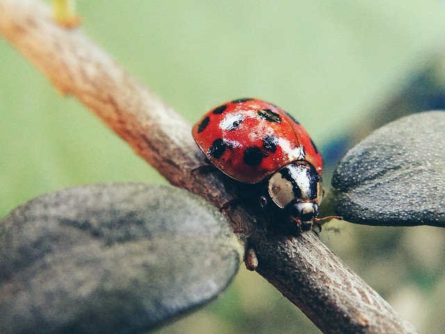 ladybug, bug, macro, red