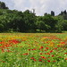 Field of poppies panorama