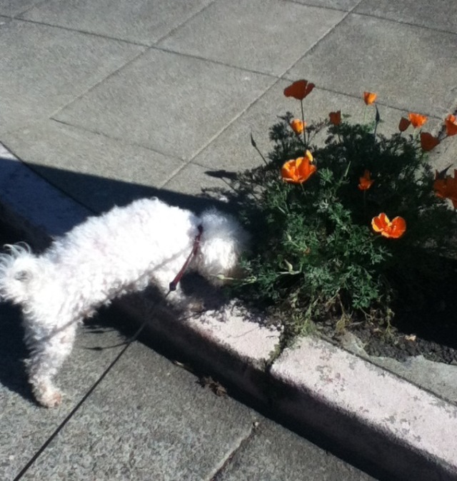 fluffy white Bichon Frise dog sniffing California poppies