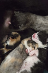 Kittens_20150628_0006
