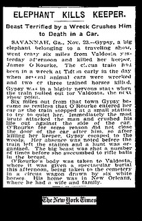 Elephant Kills Keeper. Beast Terrified by a Wreck Crushes Him to Death in a Car. New York Times 1902-11-24