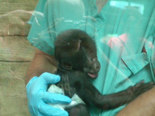 New Baby Boy ! Columbus Zoo 2013. by Sunshine Gorilla