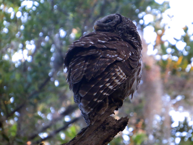 Barred Owl juv
