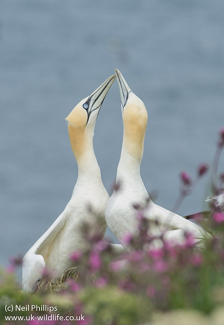Courting gannets 2