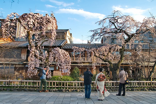【写真】桜 : 祇園白川