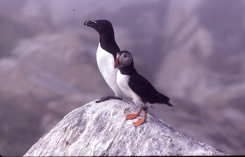 Atlantic Puffin and Razorbill on Machias Seal Island 1993