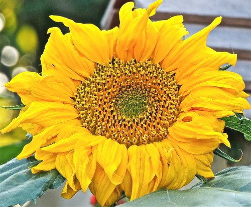 A Sunflower on a Sunny Sunday ....(188/365) by Irene_A_