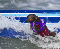 Surf Dog Surf-A-Thon - 2013