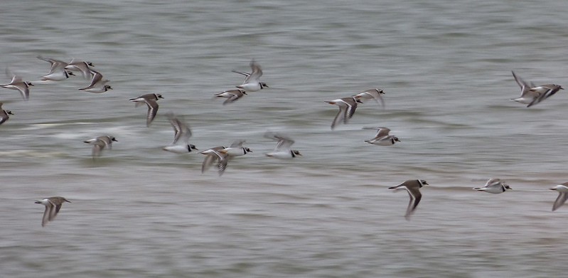 P1060388 - Ringed Plovers, Burry Port