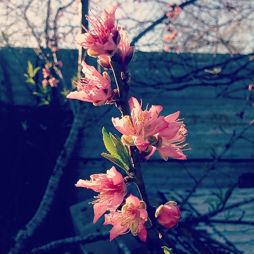 The nectarine blossoms are out in full force!