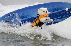 Surf Dog Competition - Imperial Beach (2015)