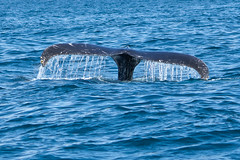 Whales 2011
