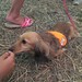 Search and rescue dachshund