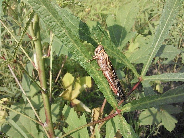 Caterpillar in the okra
