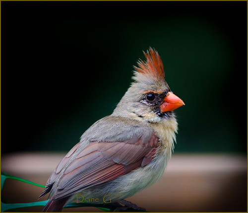 Female Northern Cardinal   17