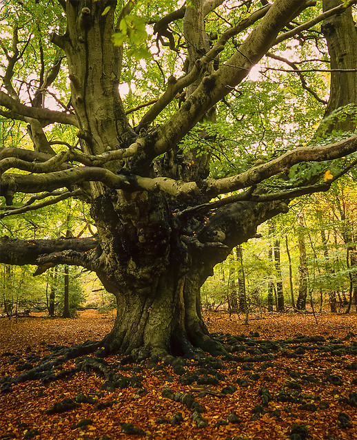 Harry Potter Tree - (Goblet of Fire film) Ashridge Forest ...