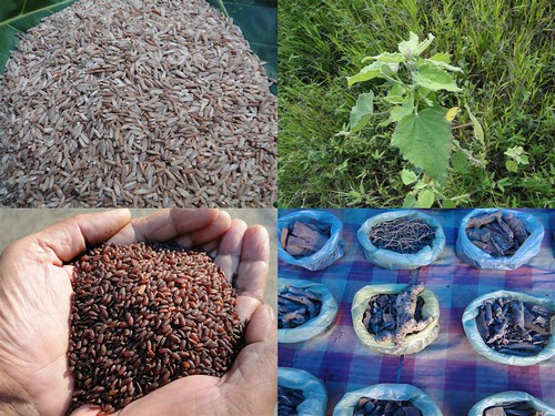 Traditionally Proven Medicinal Rice Formulations for Diabetes (Madhumeha) and Cancer Complications and Revitalization of Pancreas (TH Group-145) from Pankaj Oudhia’s Medicinal Plant Database by Pankaj Oudhia