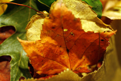 [222/365] Leaf Collection