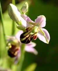 Bee Orchid Saltby Airfield by davidearlgray